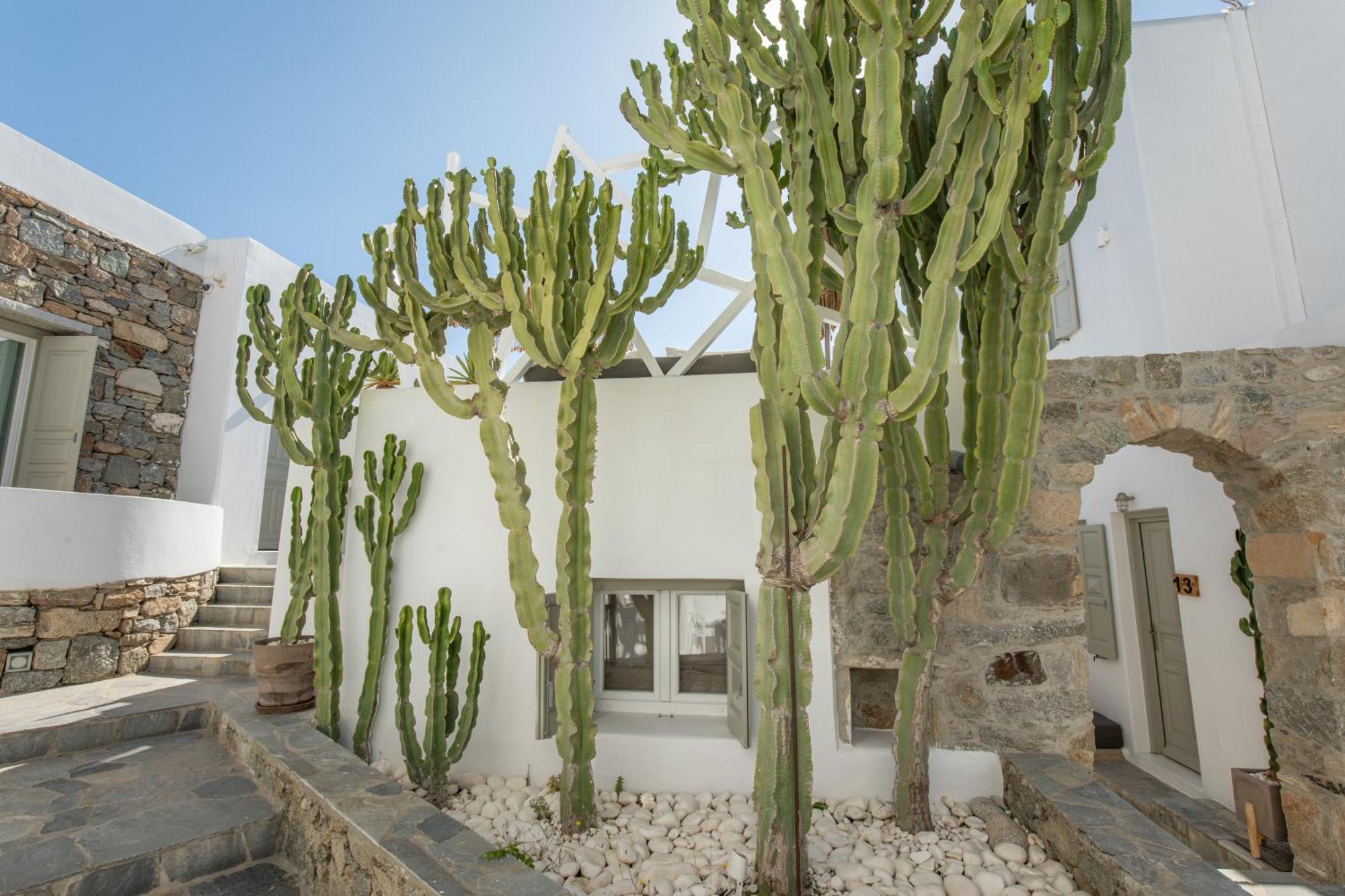 Damianos Mykonos מלון